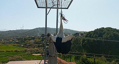 Boynuna ip dolanan leylek, boğulmaktan son anda kurtarıldı