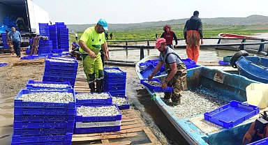 Bozkırın ortasından Avrupa'ya gümüş balığı ihracat ediliyor
