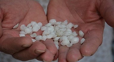 Bu balık böbrek taşı düşürüyor