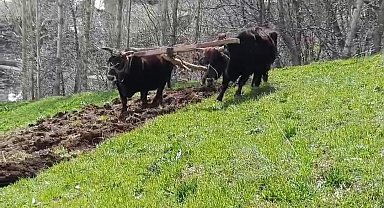 Bu ilçede halen 'Kara saban' kullanılıyor
