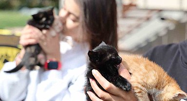 Bu kadarına pes dedirtti, 4 yavru kediyi çöpe attı