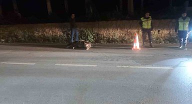 Bursa'da tır domuza çarptı
