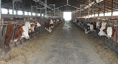 Buzağı destekleme ödemeleri başladı