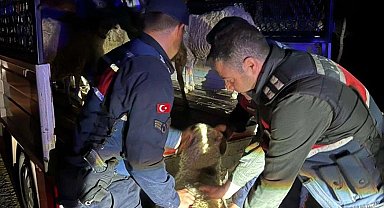 Çalındığı sanılan 15 koyunu jandarma ekipleri buldu