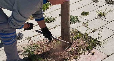 Çameli Belediyesi kaldırım ve ağaçları bakıma aldı