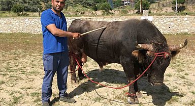 Çamköy'de boğa güreşi yapılacak