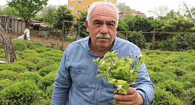 Çayın düşmanı: 'Telgraf otu'