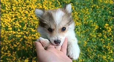 Çiçekler arasında oynayan sevimli köpeklerin halleri gülümsetti
