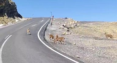 Çukurca'da dağ keçileri sürü halinde görüntülendi