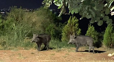 Çukurova Üniversitesinde domuz tedirginliği