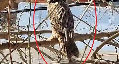 Diyarbakır'da nesli tükenmekte olan boynuzlu baykuş görüntülendi