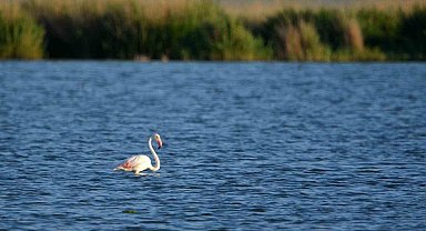 Doğa harikası Akgöl flamingoları ağırlıyor
