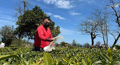 Doğu Karadeniz'de 2024 yılı yaş çay sezonu için hazırlıklar sürüyor