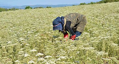 Dünyanın kekik ihtiyacı Denizli'den karşılanıyor