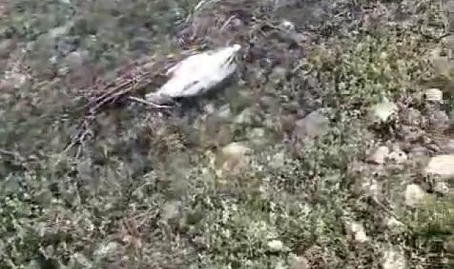 Elazığ'da martı ölümleri tedirginlik yaşattı