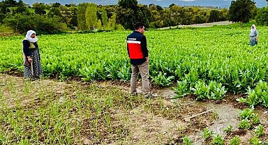 Emet'te hububat, haşhaş ekili araziler ve meyve bahçelerinde ürün hastalık ve zararlı kontrolleri
