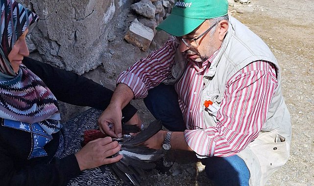 Emet'te kanatlı hayvanlardan kan ve swap numuneleri alındı