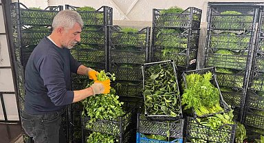 Enflasyonda düşüşe 'yeşillik' desteği