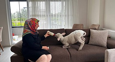 Evlerine aldıkları kuzuya bebek gibi bakıyorlar