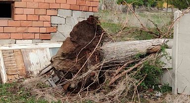 Fırtına asırlık dev ceviz ağacını söktü