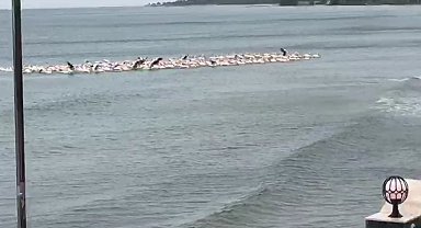 Fırtına nedeniyle yüzlerce pelikan plajda toplandı