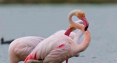 Flamingolar Akkaya Barajı'nda