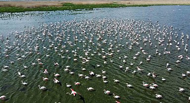 Flamingolar bu yıl da Eber Gölü'nde geçici olarak konakladı