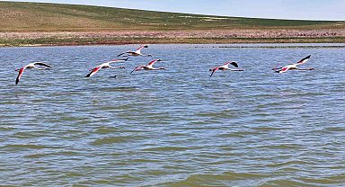 Flamingolar Gölbaşı'na misafir oldu