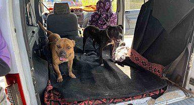 Gaziantep'te jandarma ekipleri yasak ırk 3 köpeğe el koydu