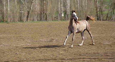 Geleceğin şampiyon adayı safkan Arap atları Yozgat'ta yetiştiriliyor