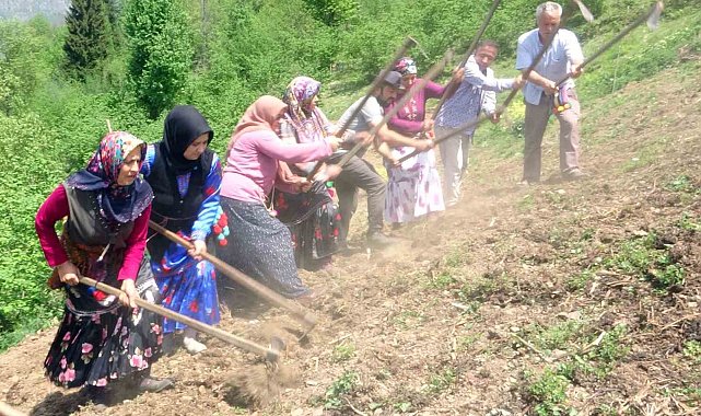 Giresun'un Çanakçı ilçesinde asırlık imece geleneği yaşatılıyor
