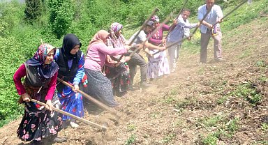 Giresun'un Çanakçı ilçesinde asırlık imece geleneği yaşatılıyor