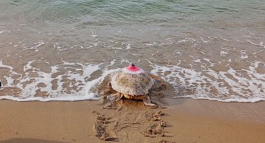 Güzel İzmir isimli caretta soluğu Mısır'da aldı