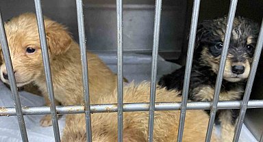 Hamile köpeği silahla vurdular, acı içinde yavrularını doğurdu
