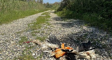 Hatay'da göç yolundaki leylekleri silahla vurdular
