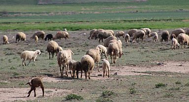 Havalar ısındı koyunlar meralara çıktı