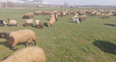 Havaların ısınmasıyla koyunlar meraya çıktı