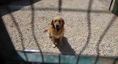 Hevesle alınıp bakımı zor gelince terk edilen cins köpekler yuva arıyor