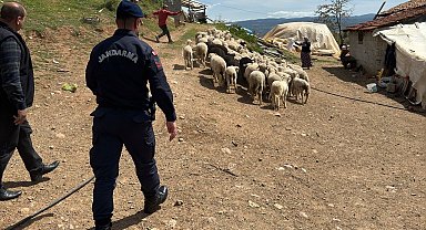 Hisarcık'ta kaybolan 55 küçükbaş hayvanı jandarma buldu