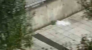 İstanbul'da bir şahıs tahtaları söküp saldırdığı ağaçla kavga etti: O anlar kamerada