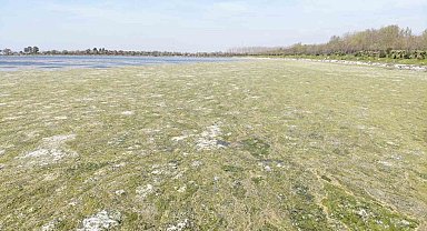 İzmir Çakalburnu Dalyanı'nda deniz marulu tehdidi