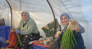 Kadınların çamurdan temizlediği yeşil soğan sofraları süslüyor