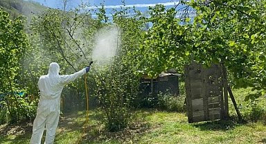 Kahverengi kokarca, fındık rekoltesini tehdit ediyor