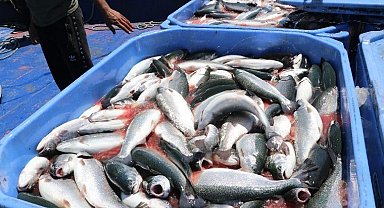 Karadeniz Somonu ihracatına 'Göl somonu' darbesi
