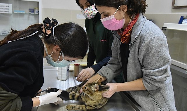 Karadeniz'in kamuya ait tek hayvan hastanesinde 6 bin 580 hayvan tedavi edildi