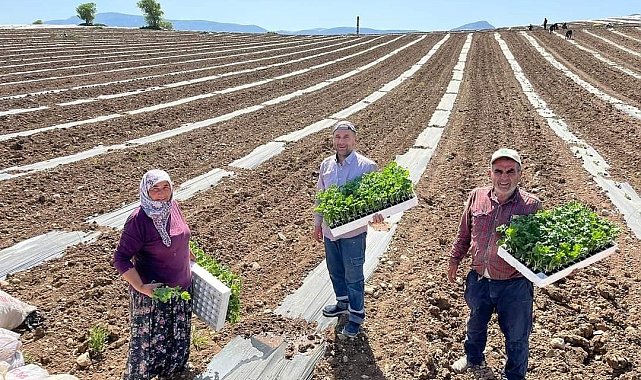 Karpuz fideleri toprakla buluştu