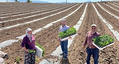 Karpuz fideleri toprakla buluştu