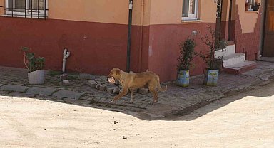 Kasabı uyutan anne köpek gözünü kırpmadan eti alıp gitti