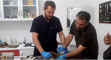Kazdağları Milli Parklar Şefliği baygın bulunan tilki için seferber oldu