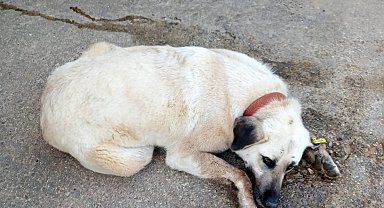 Keşan'da bir evin bahçesindeki 2 köpek zehirlendi
